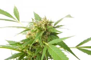5 Facts that you didn’t Know About Marijuana